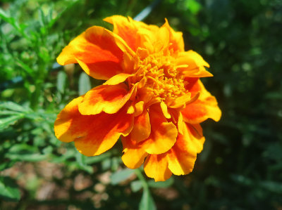 Standard Marigold Blossom