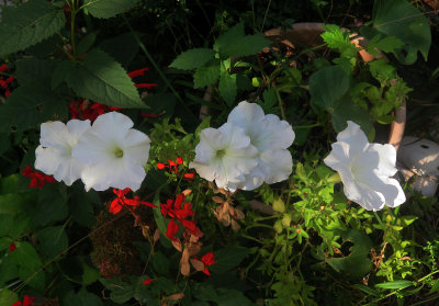 White Petunias & Red Salvia
