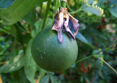 Passion Flower Fruit Seed Pod