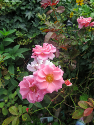 Dream Weaver Roses