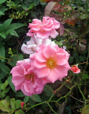 Dream Weaver Roses