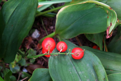 Lily of the Valley Fruit