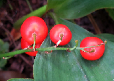 Lily of the Valley Fruit