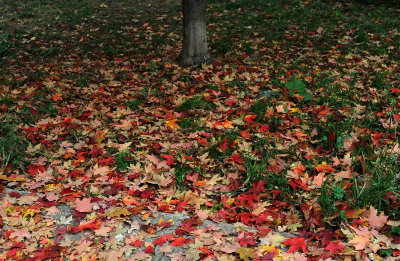 Sugar Maple Foliage Carpet
