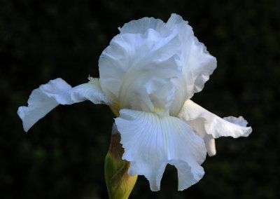 Late Blooming Iris