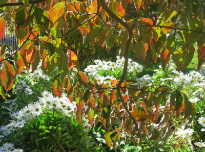 October 21, 2015 Photo Shoot - 505 LaGuardia Place Garden & WSP Photo