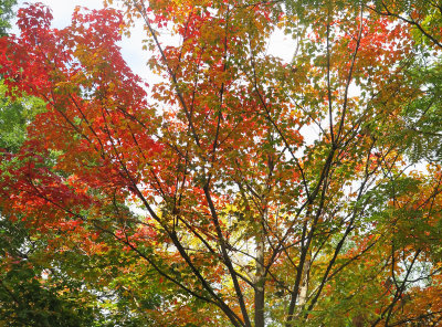 Sugar Maple Tree Foliage 