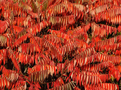 Sumac Tree Fall Foliage