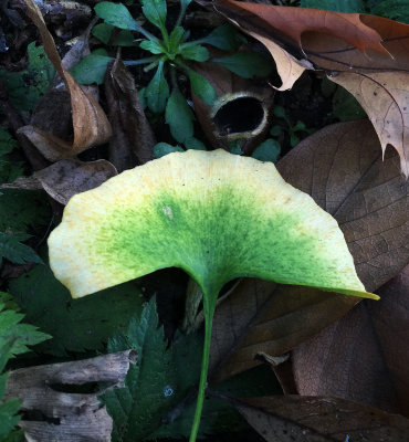 A Ginkgo Tree Leaf on the Ground
