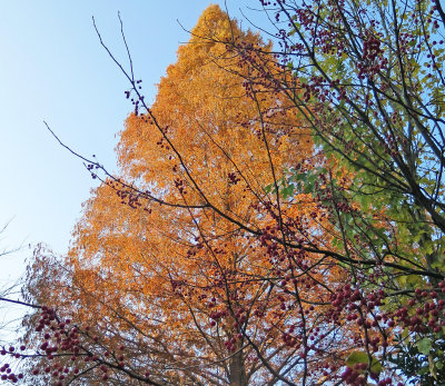 'Seasons Greetings' Tree 