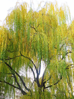 Weeping Willow or Salix babylonica 