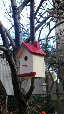 New Bird House in the Pear Tree 