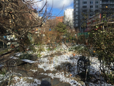 January 18, 2016 Photo Shoot - Mostly LaGuardia Corner Community Garden After Light Snowfall