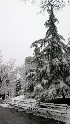 Park Snow Scene