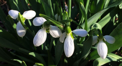 Snowdrops or Galanthus