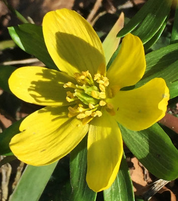 Eranthus or Aconite - Early Spring Blossom