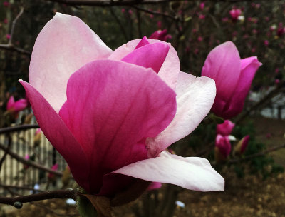 March 18, 2016 Photo Shoot - Mostly Washington Sq Park Magnolia Blossoms