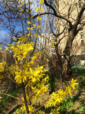 March 20, 2016 Photo Shoot - First Day of Spring, Forsythia