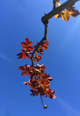 Don Juan Rose Spring Foliage