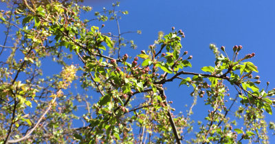 Crab Apple Tree Spring Buds