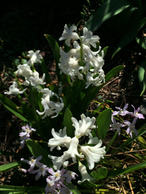 White Hyacinth Blossoms