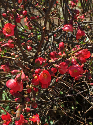 Quince Bush Blossoms