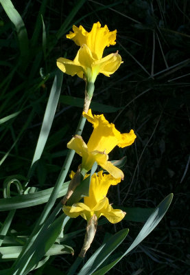 Daffodils 