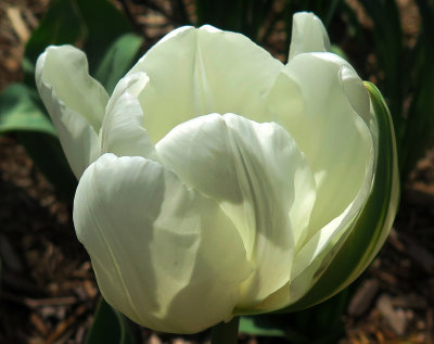 April 11, 2016 Photo Shoot - Local Washington Square Gardens 