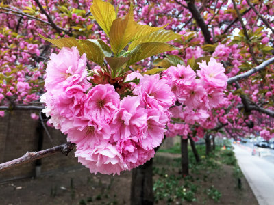 April 19, 2016 Photo Shoot - Mostly Local Gardens & Cherry Tree Blossoms