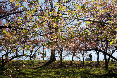 April 20, 2016 Photo Shoot - Central Park Reservoir Spring Blossoms