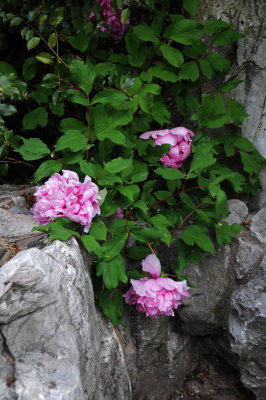 DSC_1831.jpg