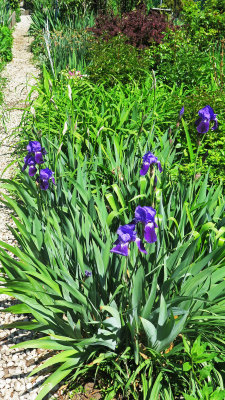 April 30, 2016 LaGuardia Corner Garden 