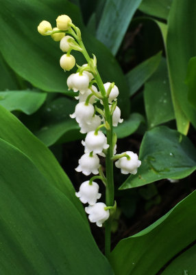 Lily of the Valley