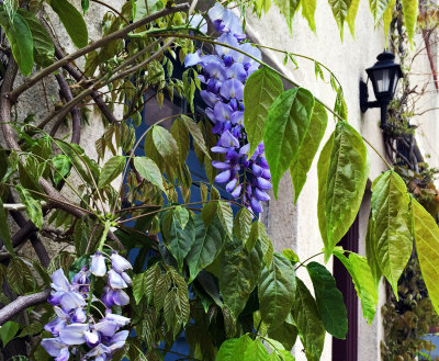 Wisteria Now Blooming