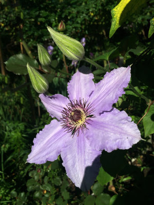 Clematis Now Blooming