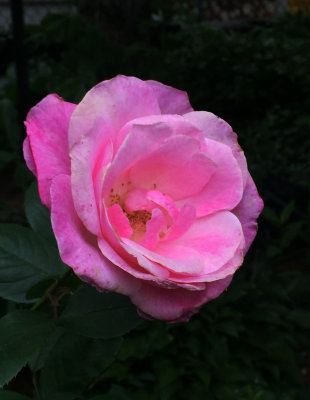 Pink Simplicity Rose