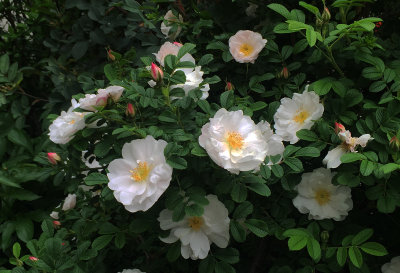 Henry Hudson Rugosa Rose Bush in Bloome