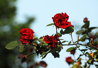 Don Juan Roses in Bloom for  the 3rd Annual Rose Walk
