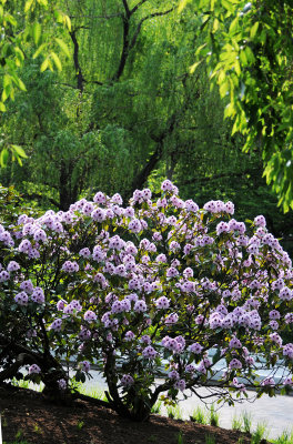 Rhododendron Bush & Cherry Tree Foliage Framing a Willow Tree