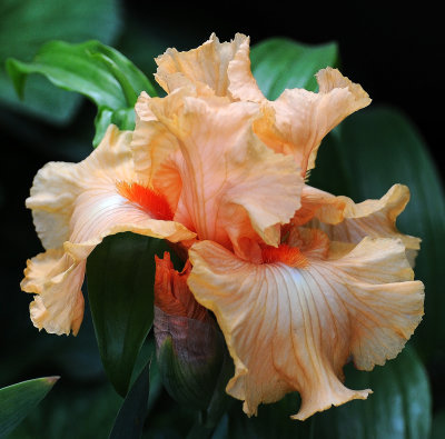 Peach Iris 
