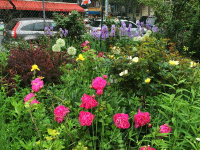 Garden Refuge from Congested NYC Streets & Sidewalks