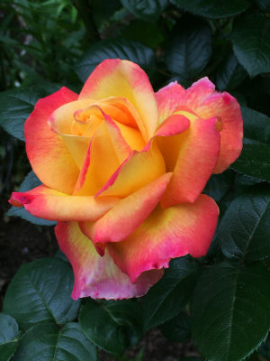 Love & Peace Rose