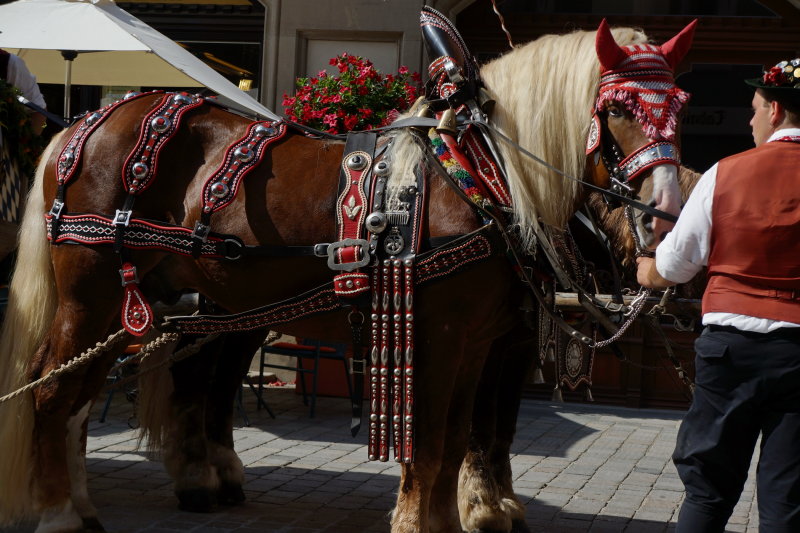 Straubing. Brewery horses