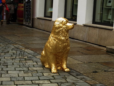 Passau. Gold Dog