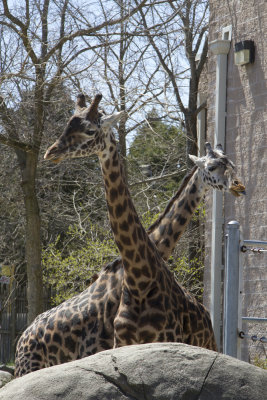 Roger Williams Zoo. April 20, 2014.