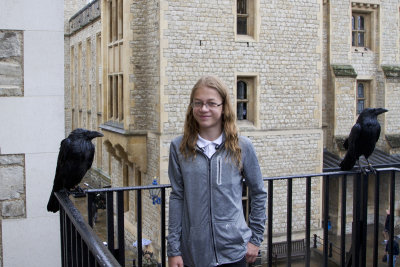 Ravens of Tower, London.