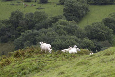 Sheep near Carreg Cennen Castle, Wales.