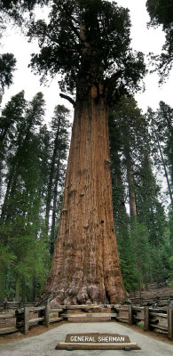 Sequoia