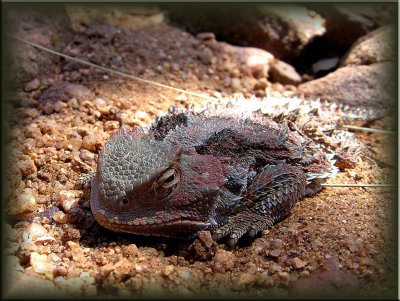 Payson Horned Toad