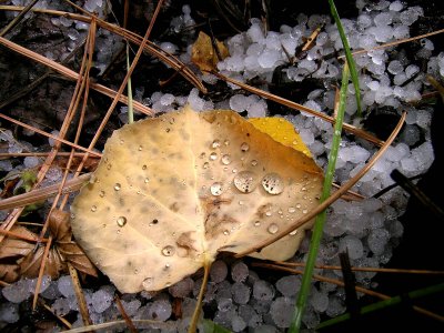 Leaves In Flagstaff October 2005